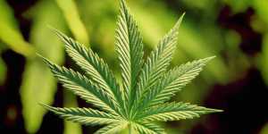ComparingTheBasicsOfACompetitionOrCompanion Power Pot Websites pot websites