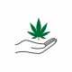  pot websites